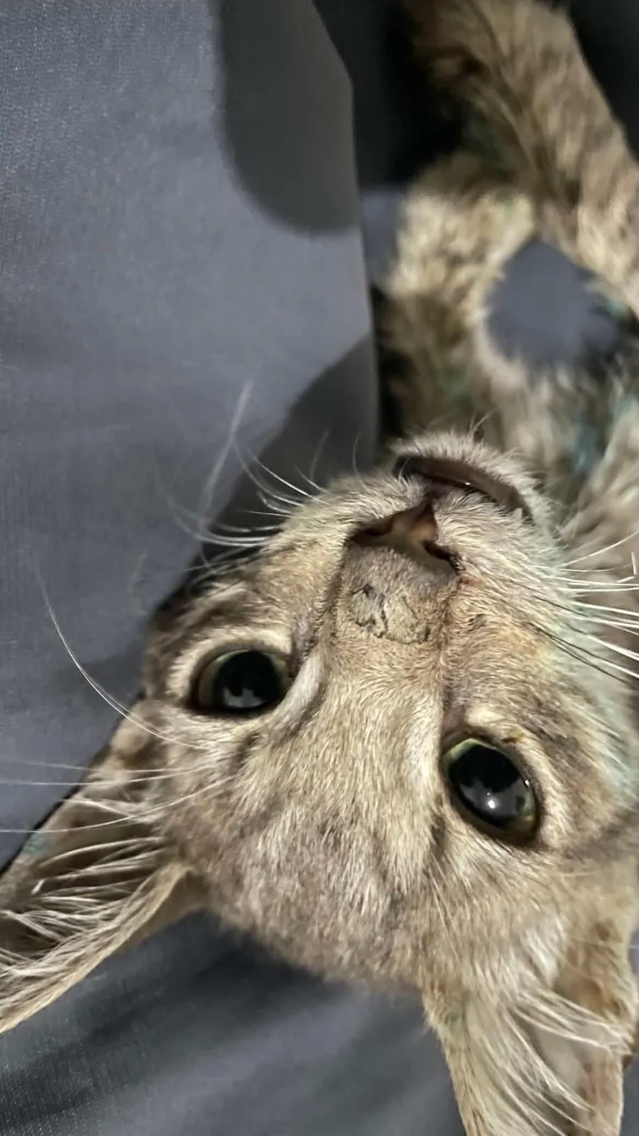 The little one upside down, looking straight at the camera with wide eyes.